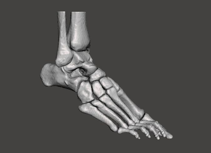 Right Foot - male 3D model