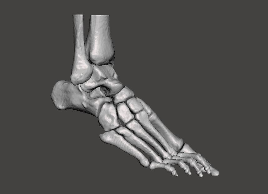 Right Foot - male 3D model_0