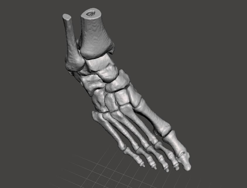 Right Foot - male 3D model_10