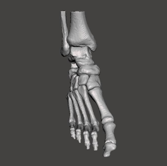 Right Foot - male 3D model_27