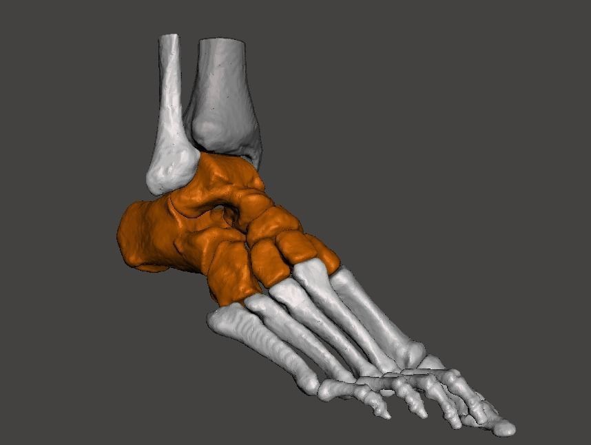 Right Foot - male 3D model_9