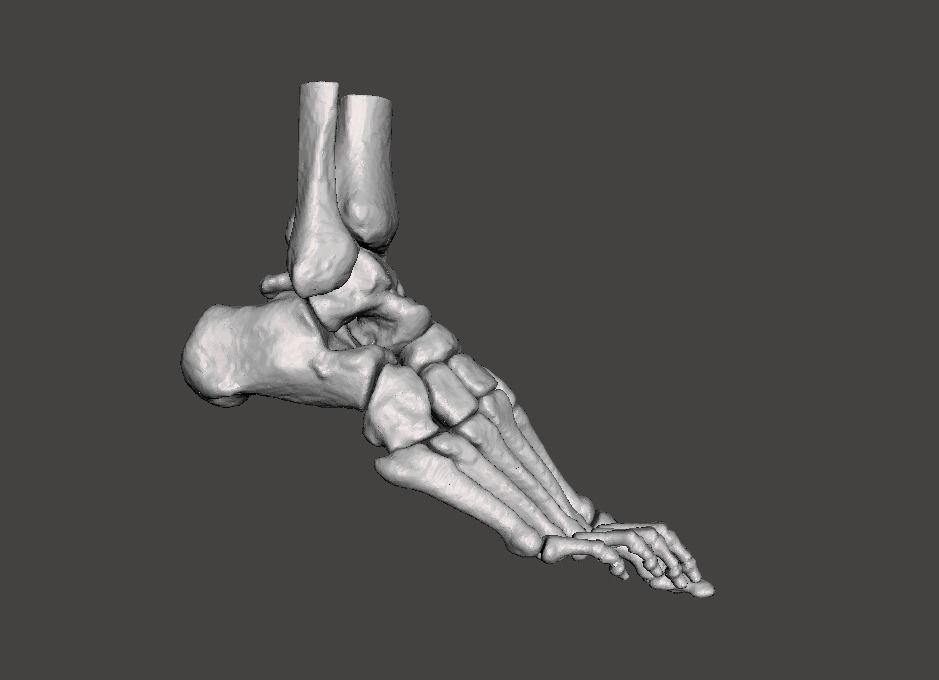 Right Foot - male 3D model_23
