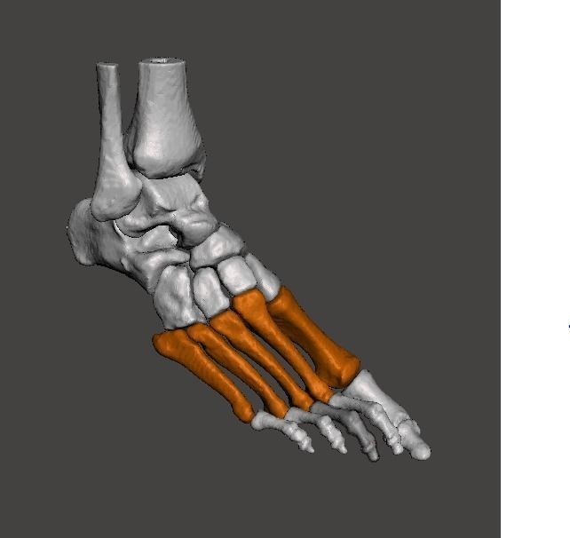 Right Foot - male 3D model_8