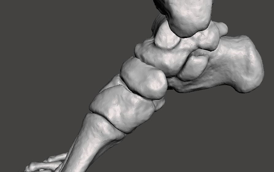Right Foot - male 3D model_24
