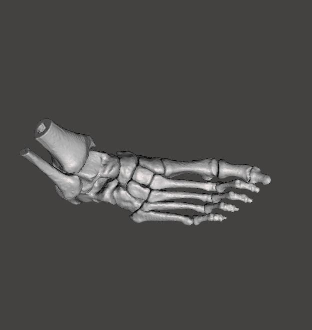 Right Foot - male 3D model_13