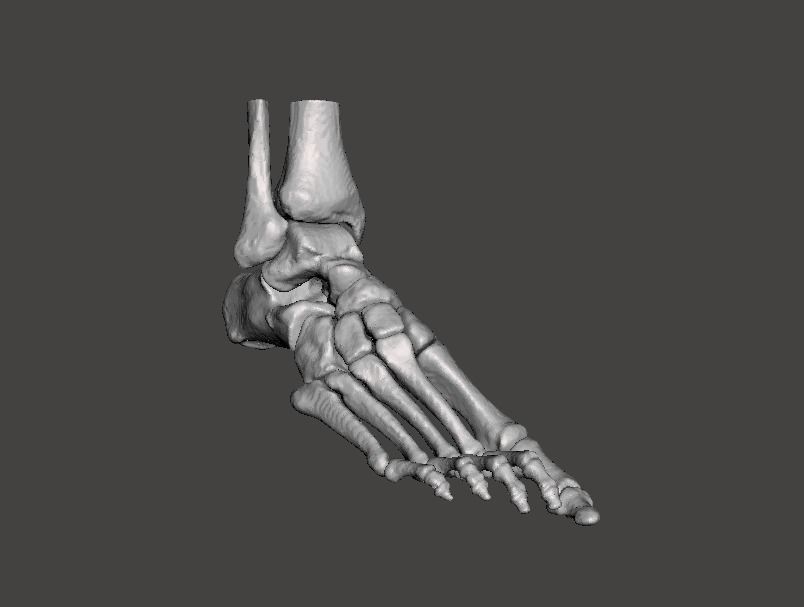 Right Foot - male 3D model_21