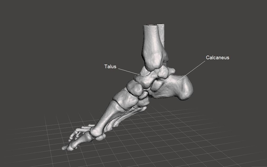 Right Foot - male 3D model_6