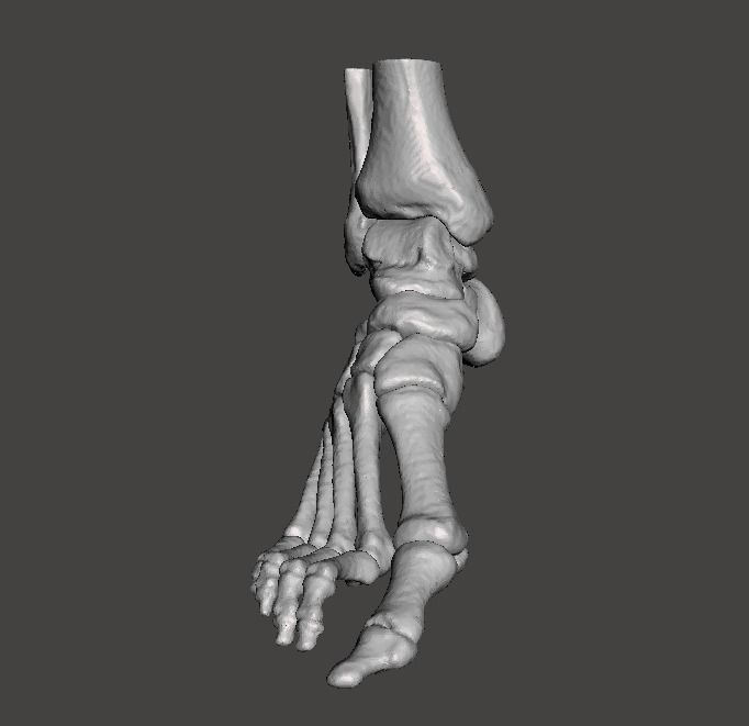 Right Foot - male 3D model_4
