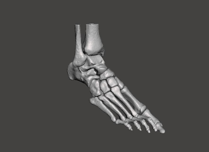 Right Foot - male 3D model_20