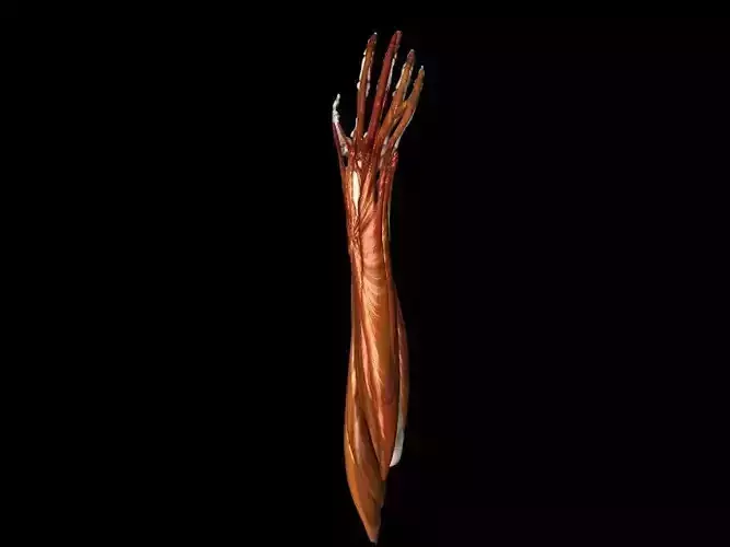 Hand Muscles Medically accurate 3d Model 3D model