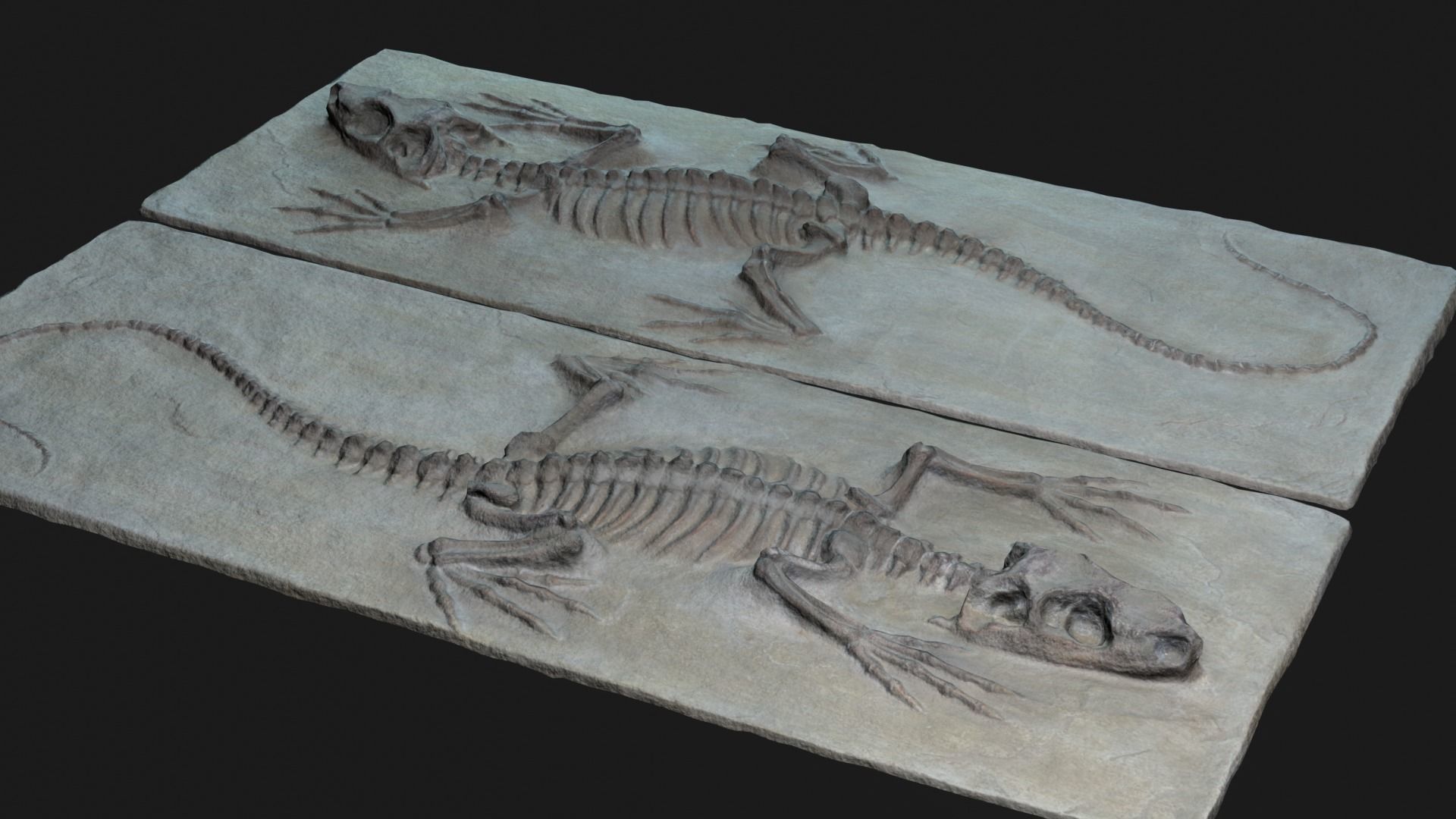 Lizard 3d scan Low-poly 3D model_4