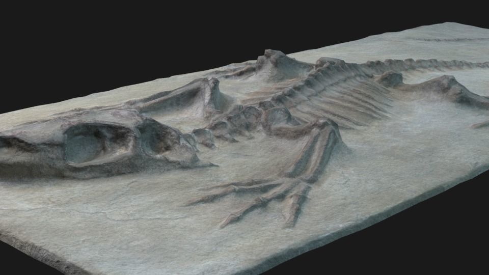 Lizard 3d scan Low-poly 3D model_7