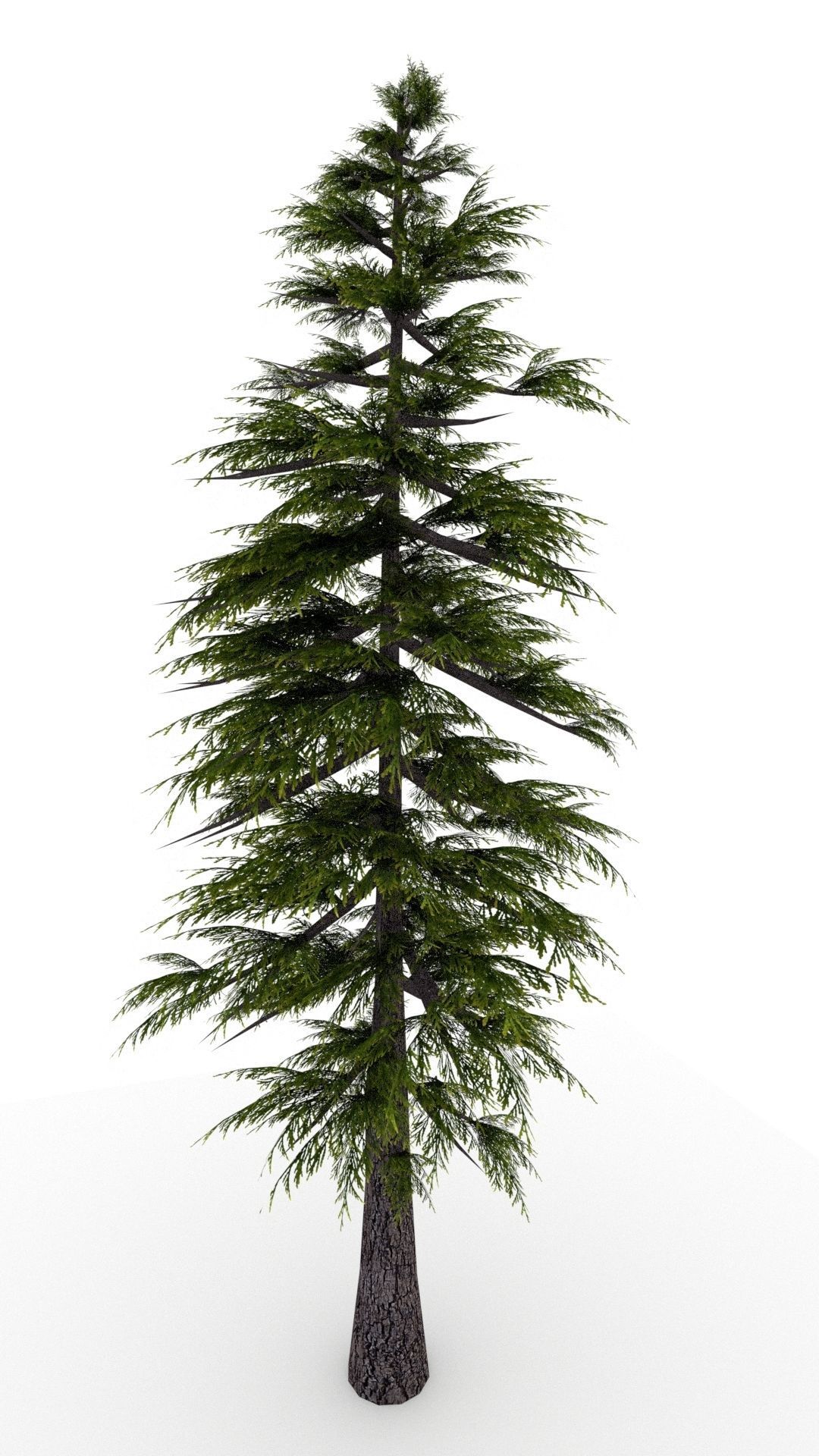 Pine Tree 3D model_3