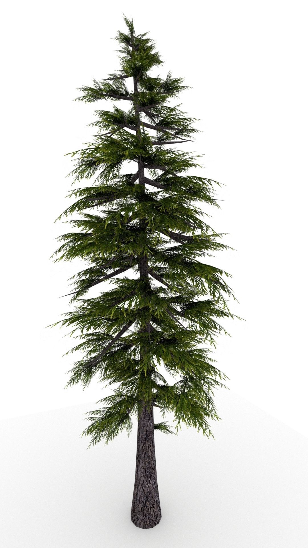 Pine Tree 3D model | CGTrader