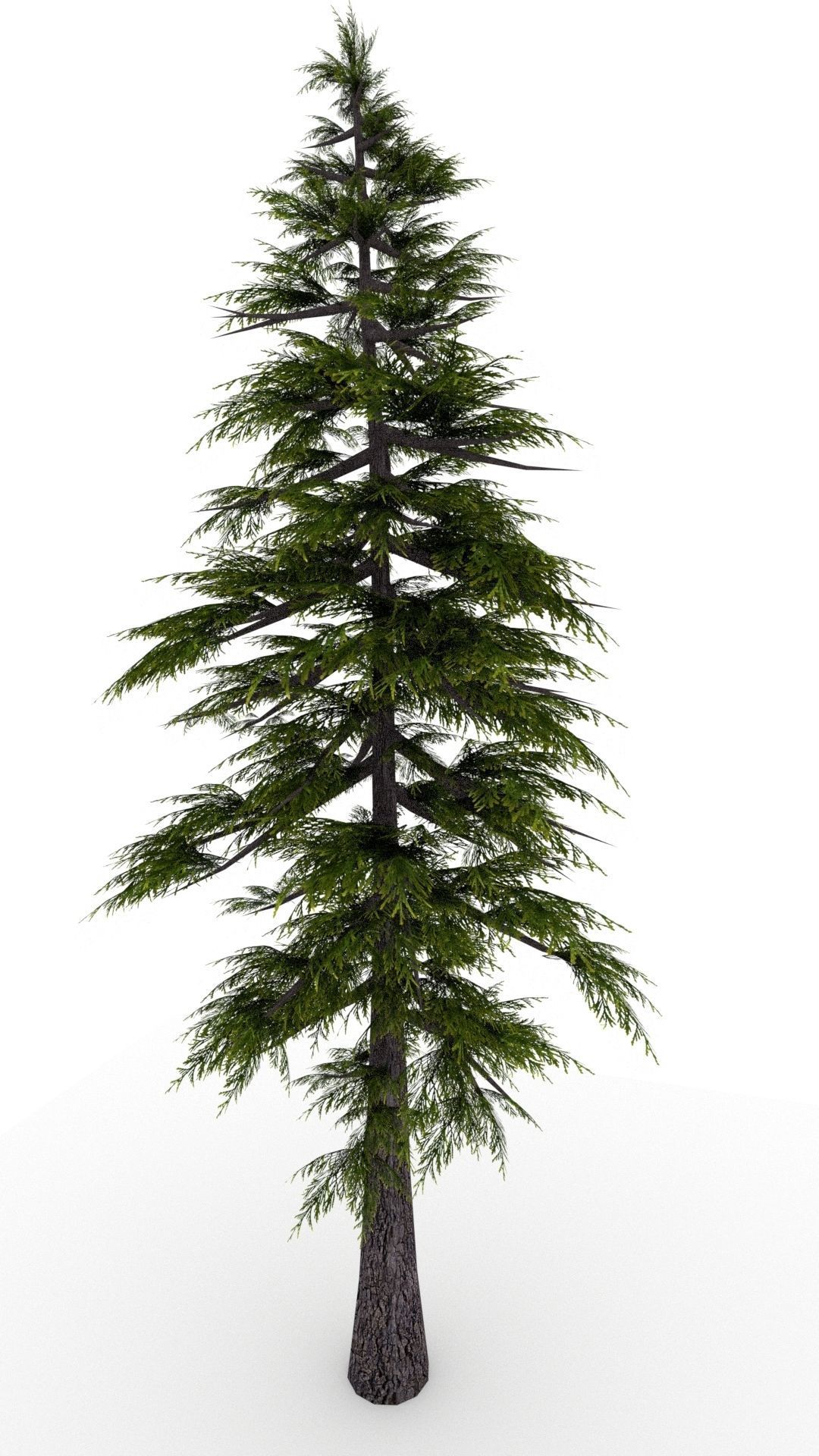 Pine Tree 3D model_12