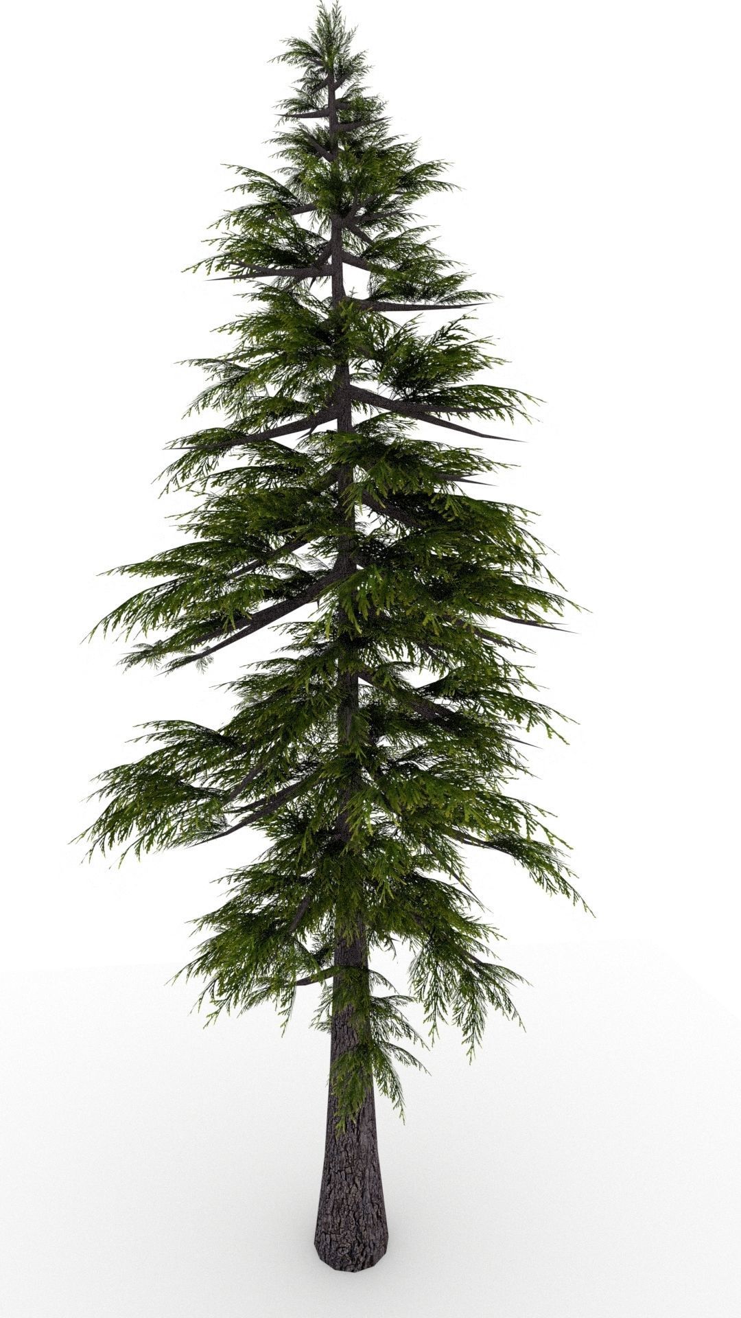 Pine Tree 3D model_11