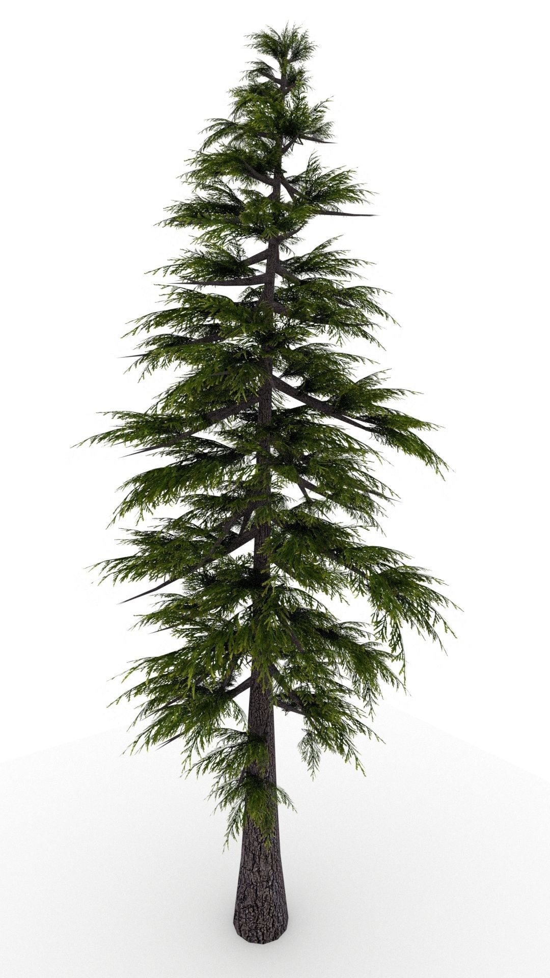 Pine Tree 3D model_6