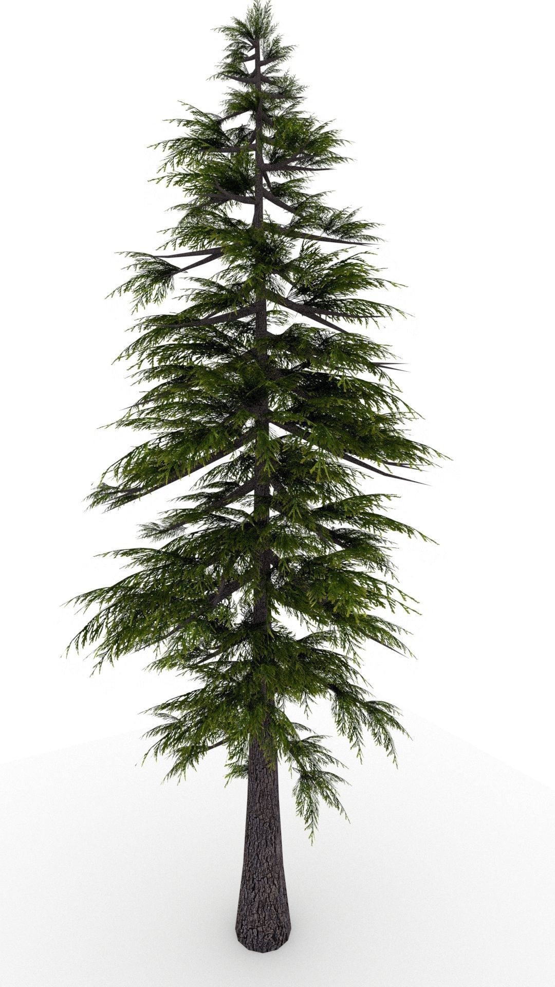 Pine Tree 3D model_10