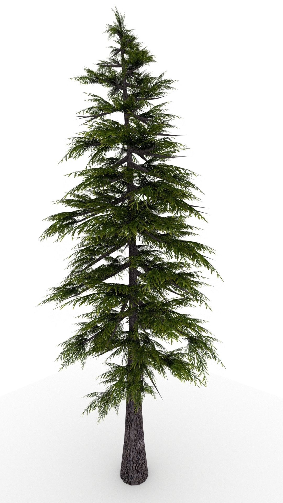 Pine Tree 3D model_13