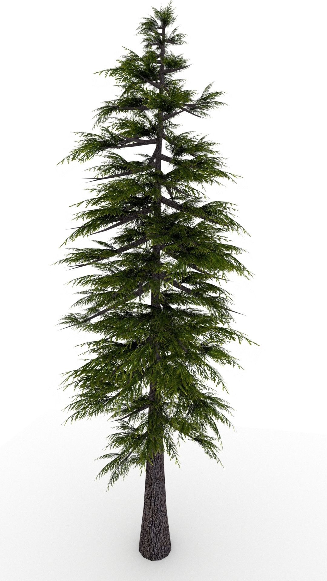 Pine Tree 3D model_8