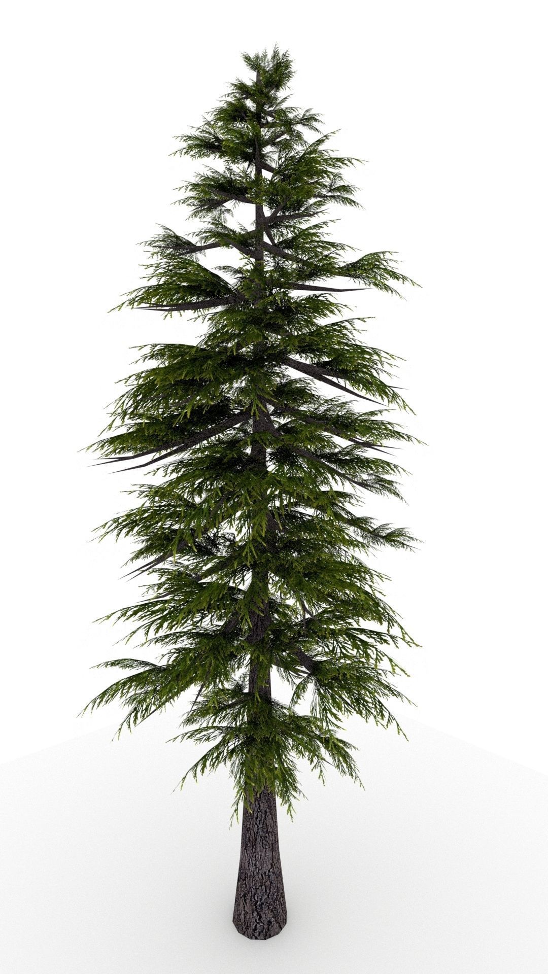 Pine Tree 3D model_2