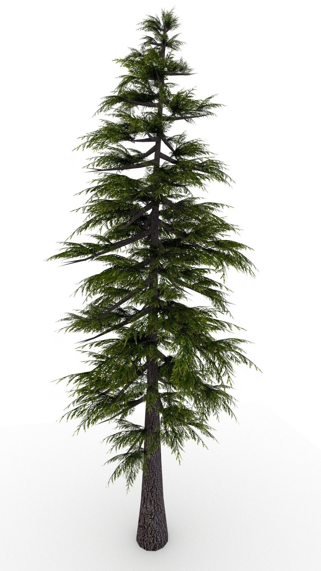 Pine Tree 3D model_7