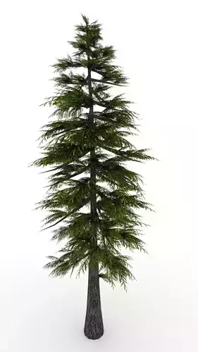 Pine Tree 3D model