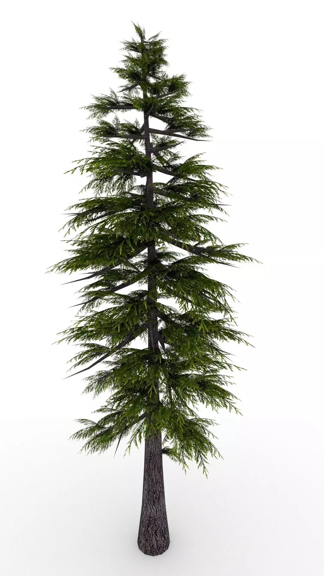 Pine Tree 3D model_0