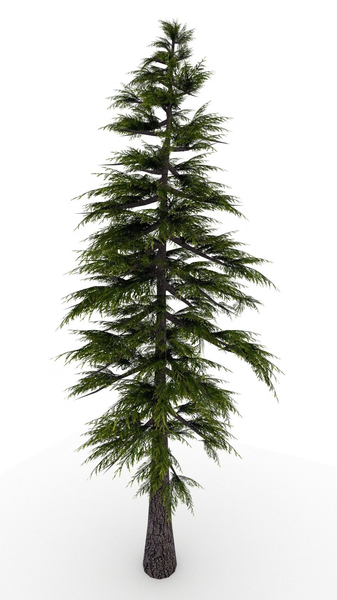 Pine Tree 3D model_5