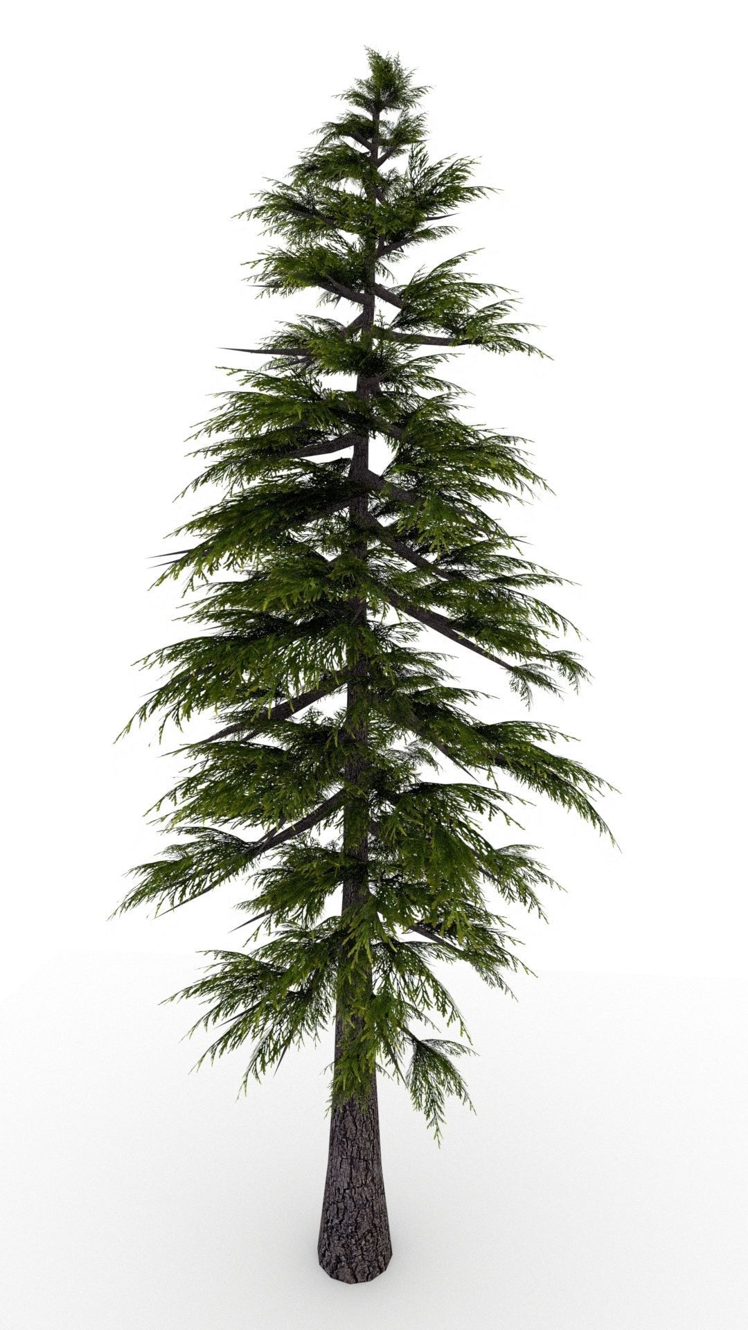 Pine Tree 3D model_4