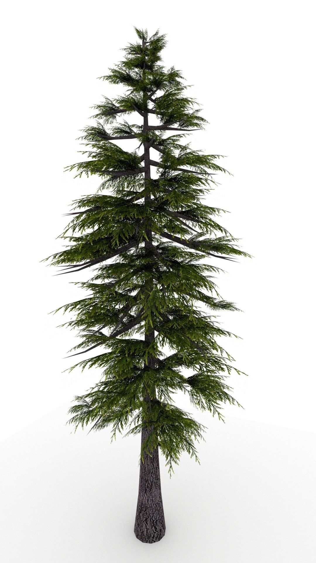 Pine Tree 3D model_1