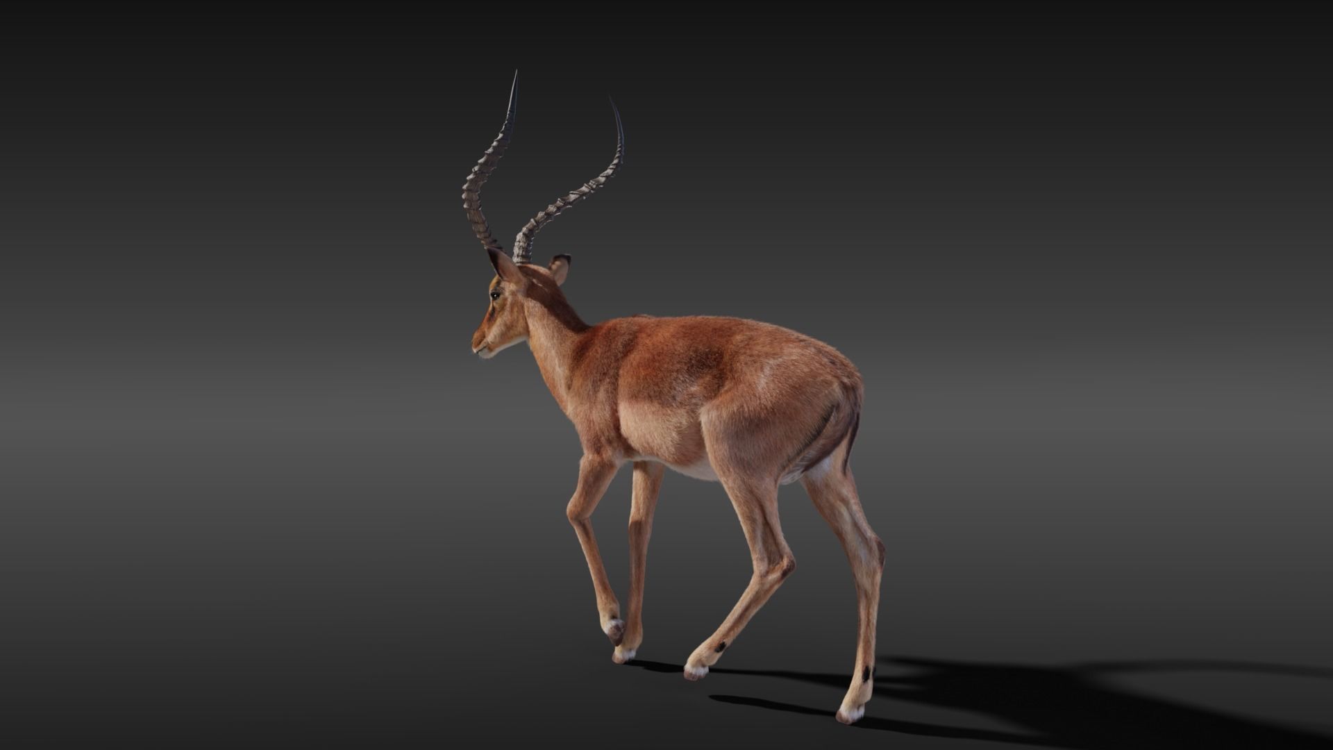 Impala Animated 3D model_10