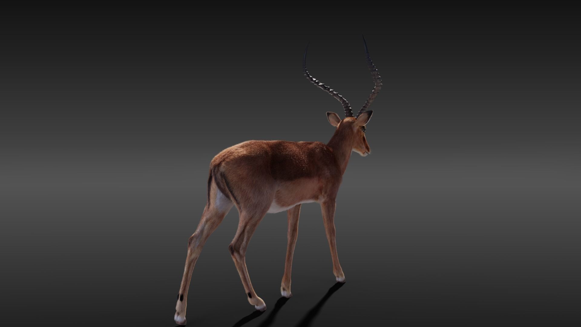 Impala Animated 3D model_8