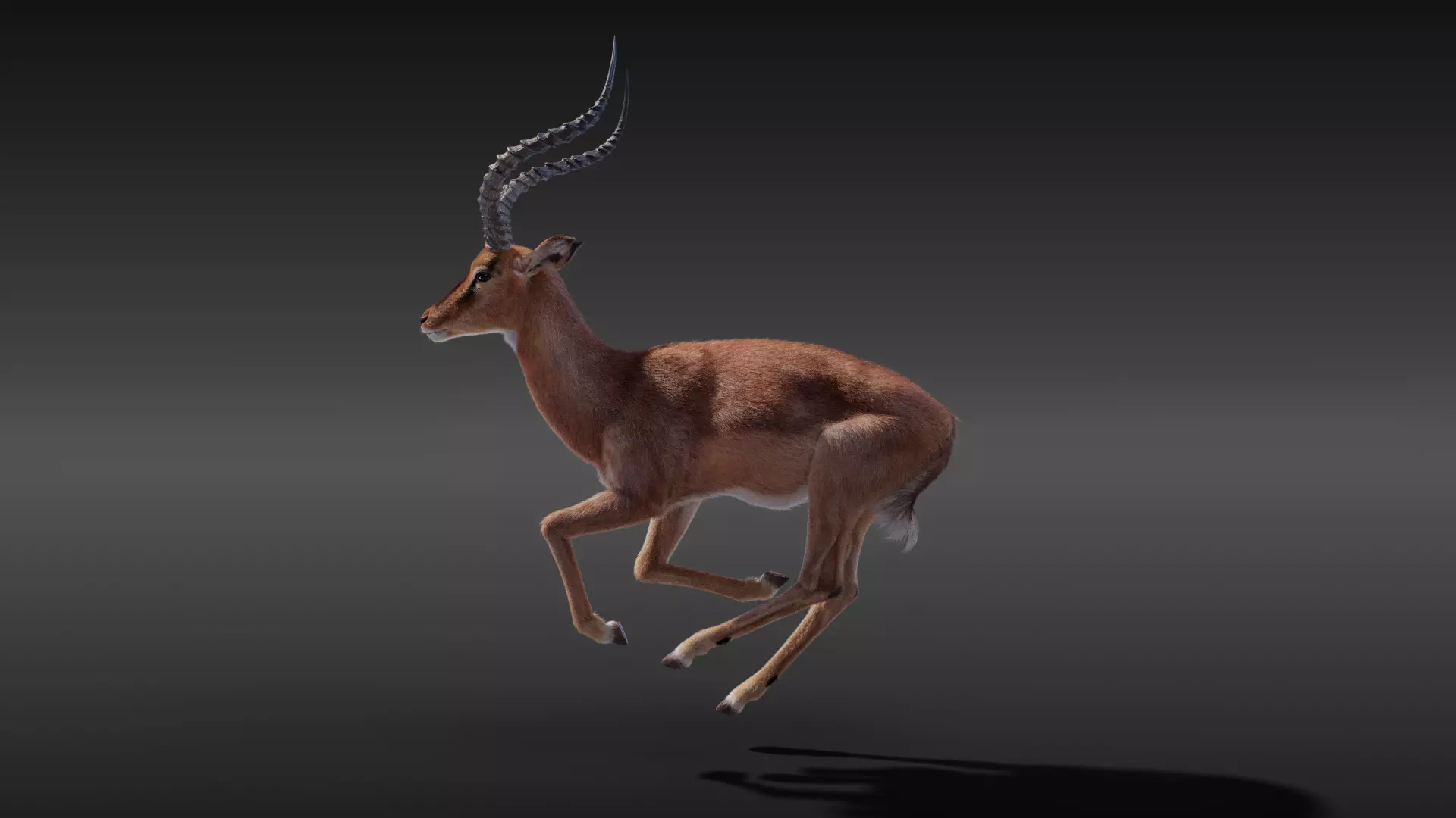 Impala Animated 3D model_0