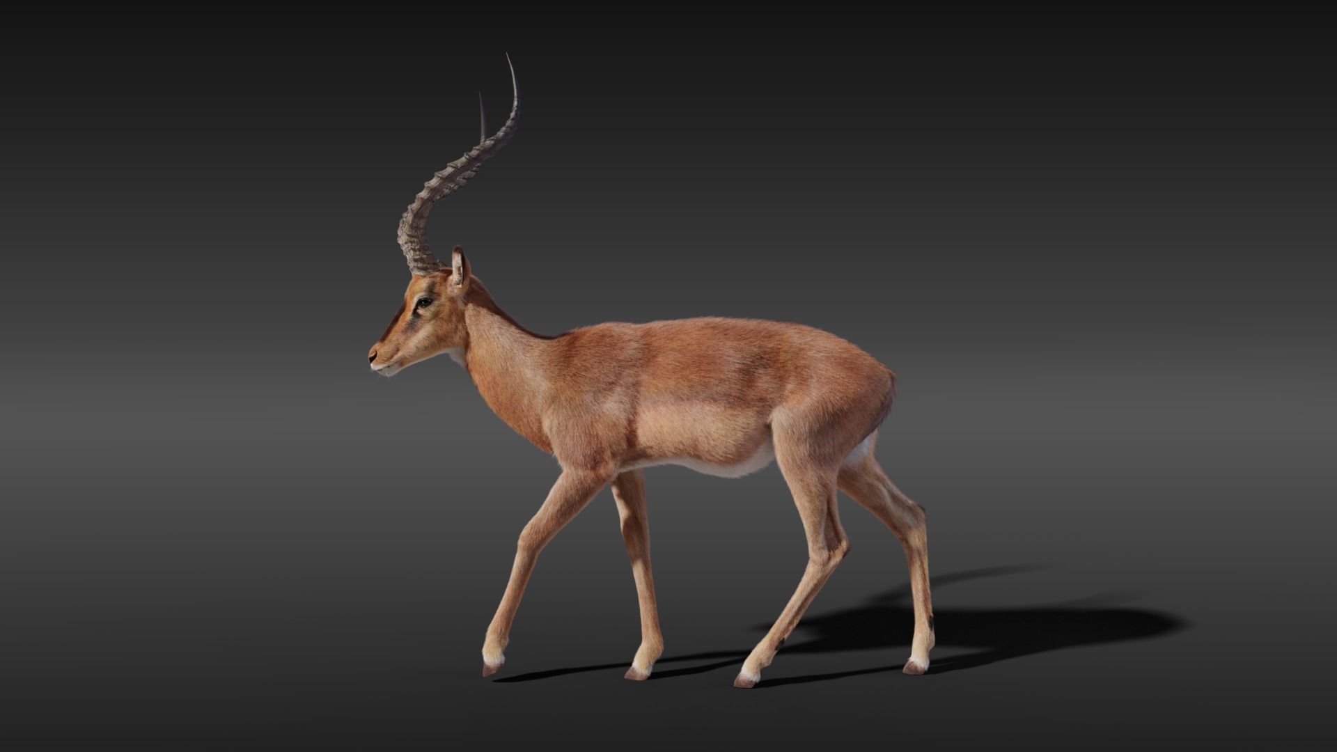 Impala Animated 3D model_11