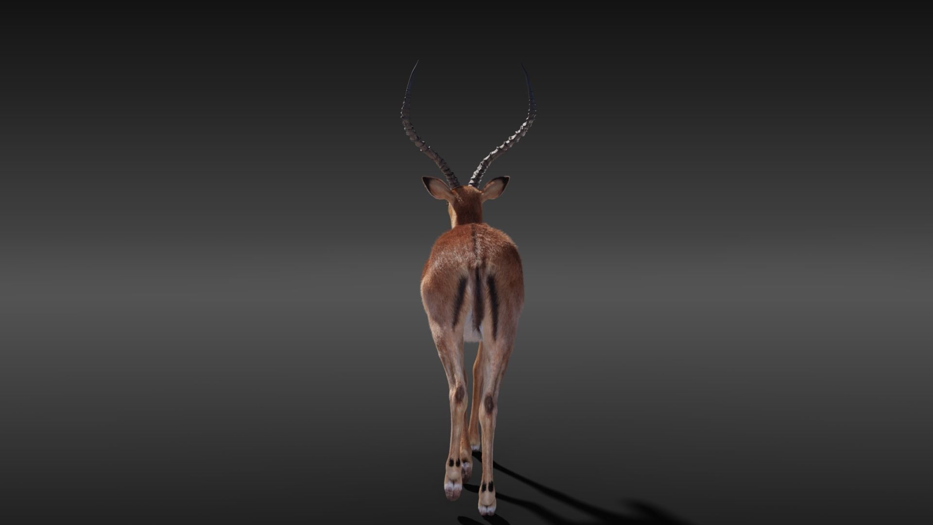Impala Animated 3D model_9