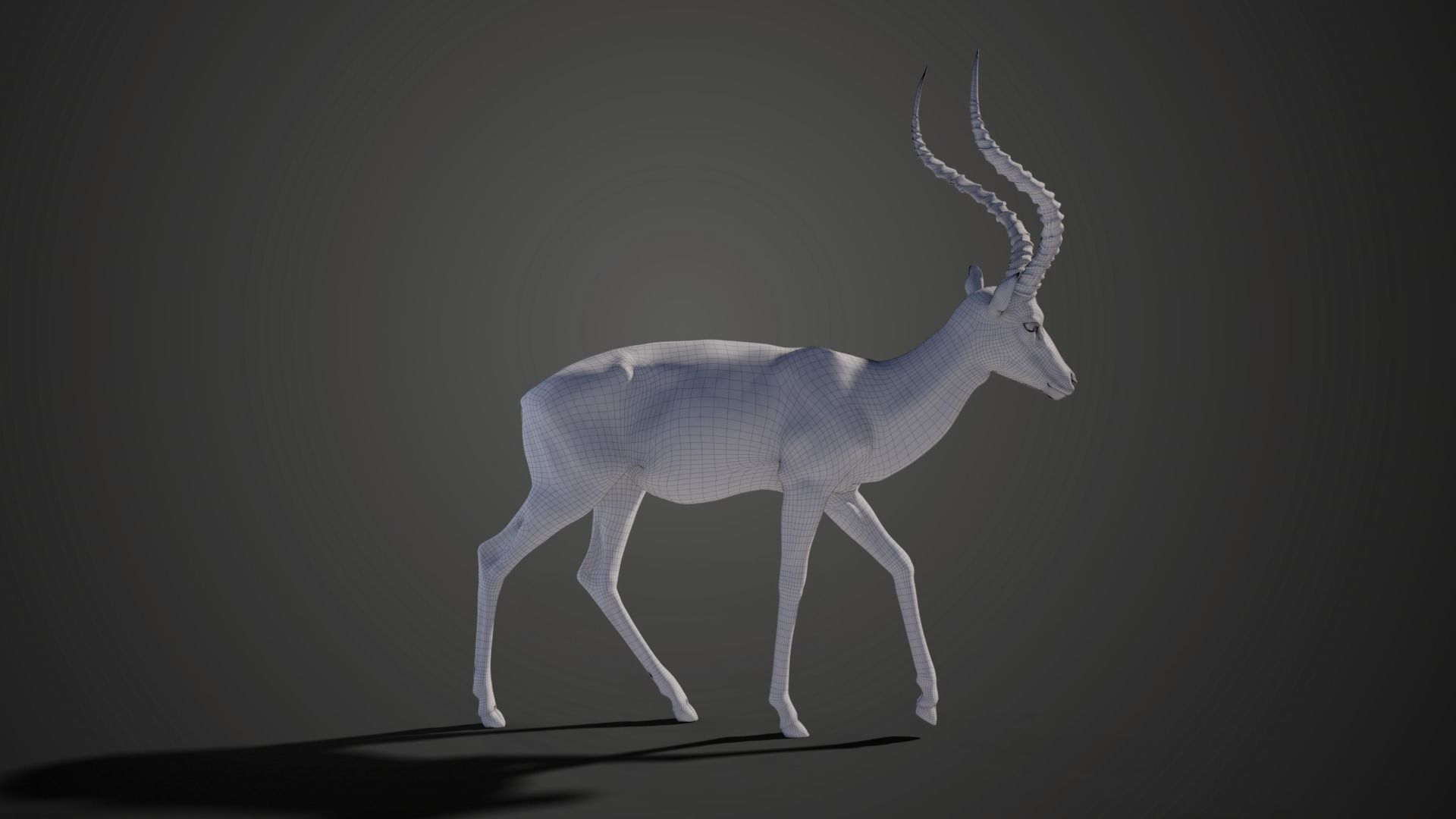 Impala Animated 3D model_15