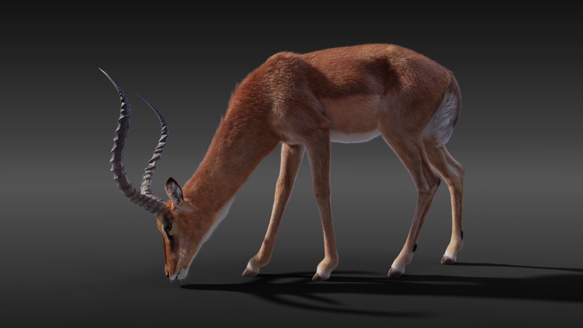 Impala Animated 3D model_5