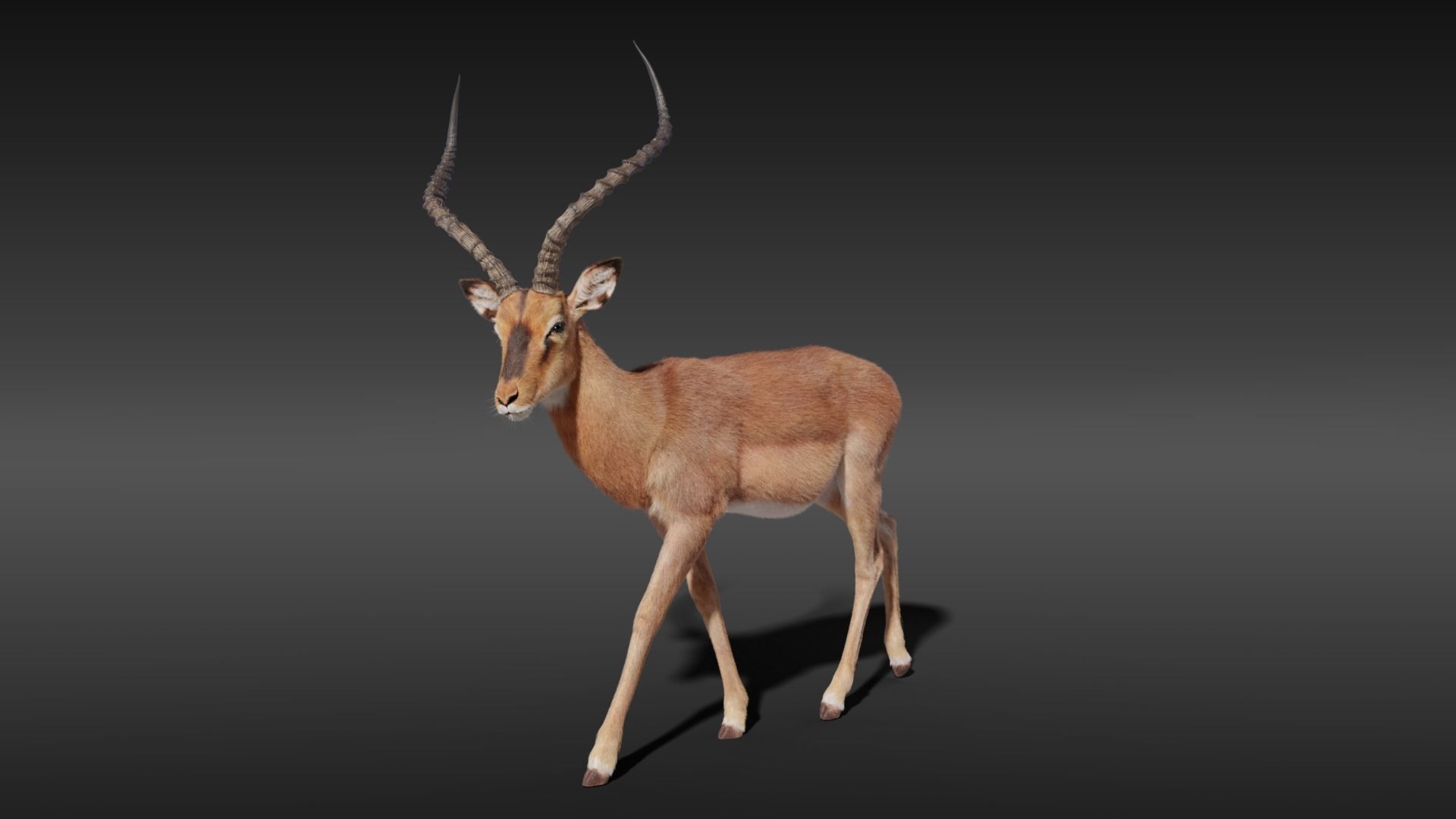 Impala Animated 3D model_12