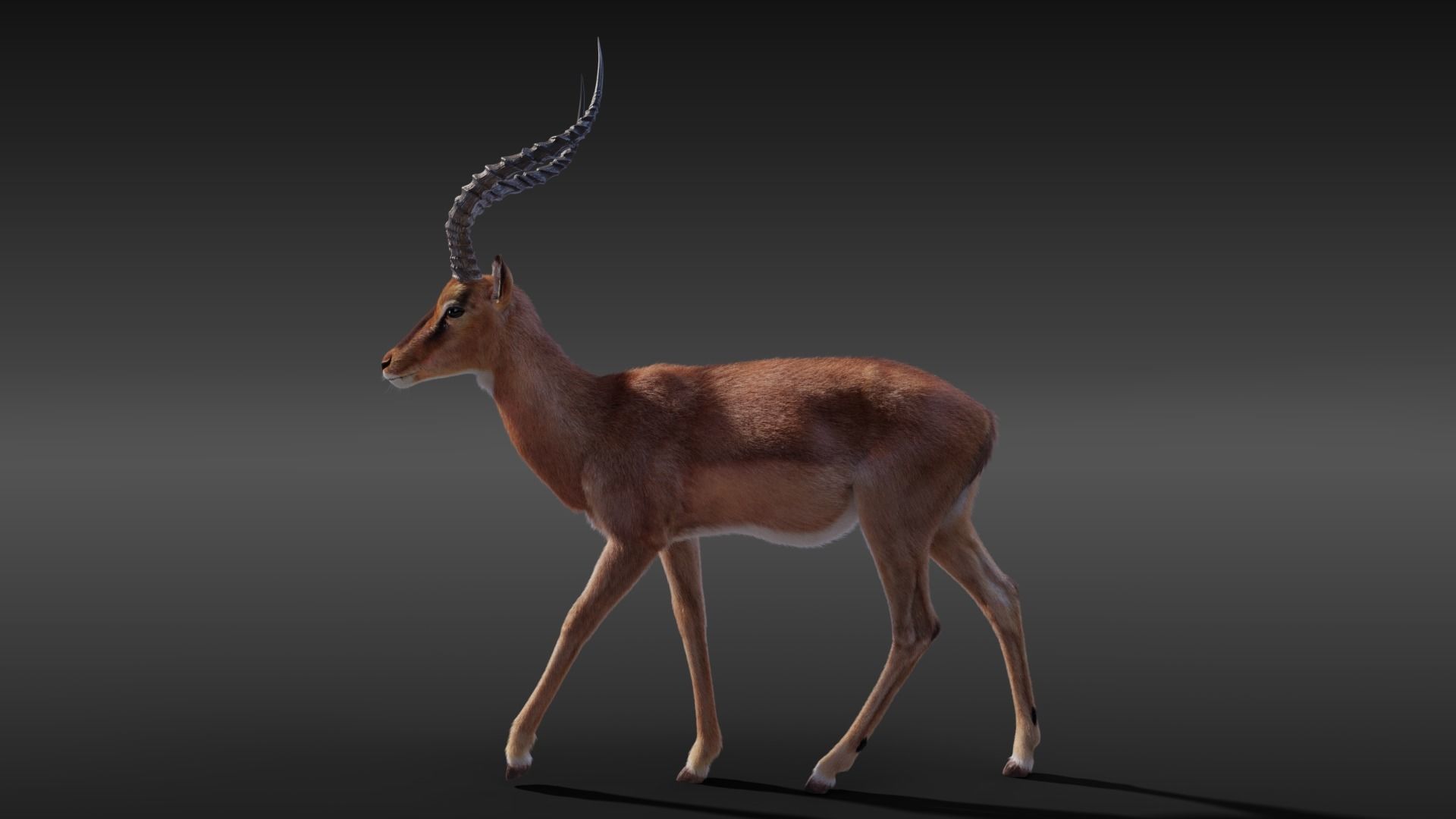 Impala Animated 3D model_6