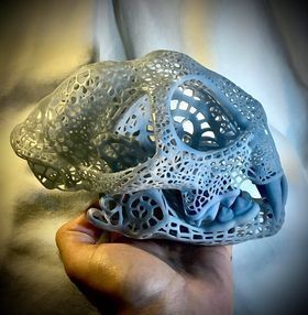Filigree Anatomical Bobcat Skull - Pre-supported STL 3D print model_1