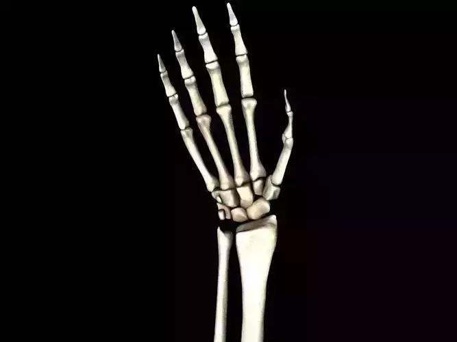 Bones of the Hand Medically Accurate 3d Model 3D model