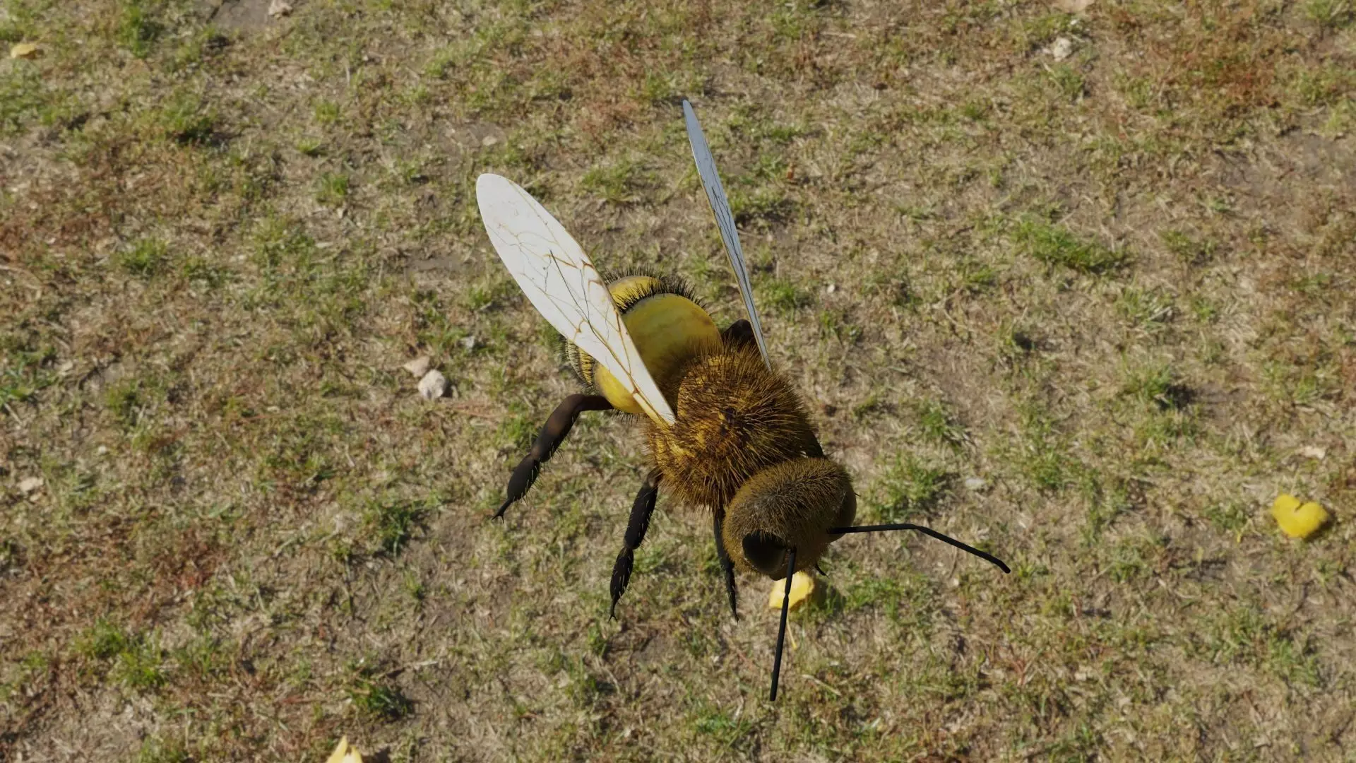 Bee photorealistic 3D model Low-poly 3D model
