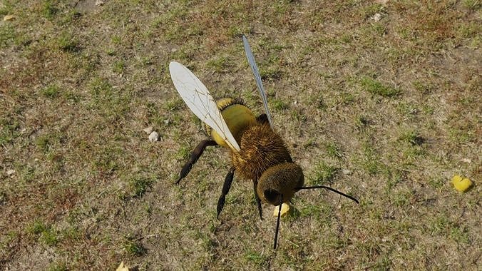 Bee photorealistic  3D model Low-poly 3D model