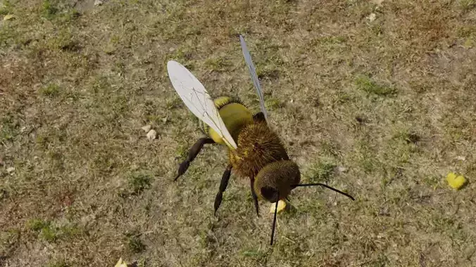Bee photorealistic  3D model Low-poly 3D model