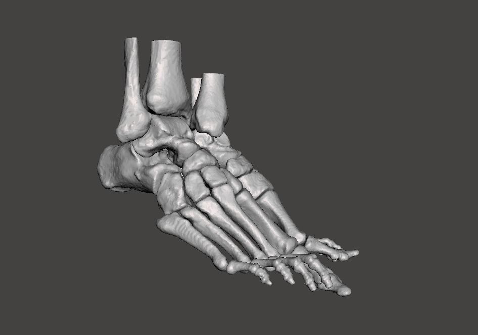 Human Feet - male 3D model_14