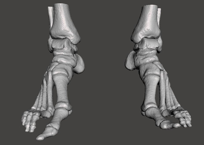 Human Feet - male 3D model