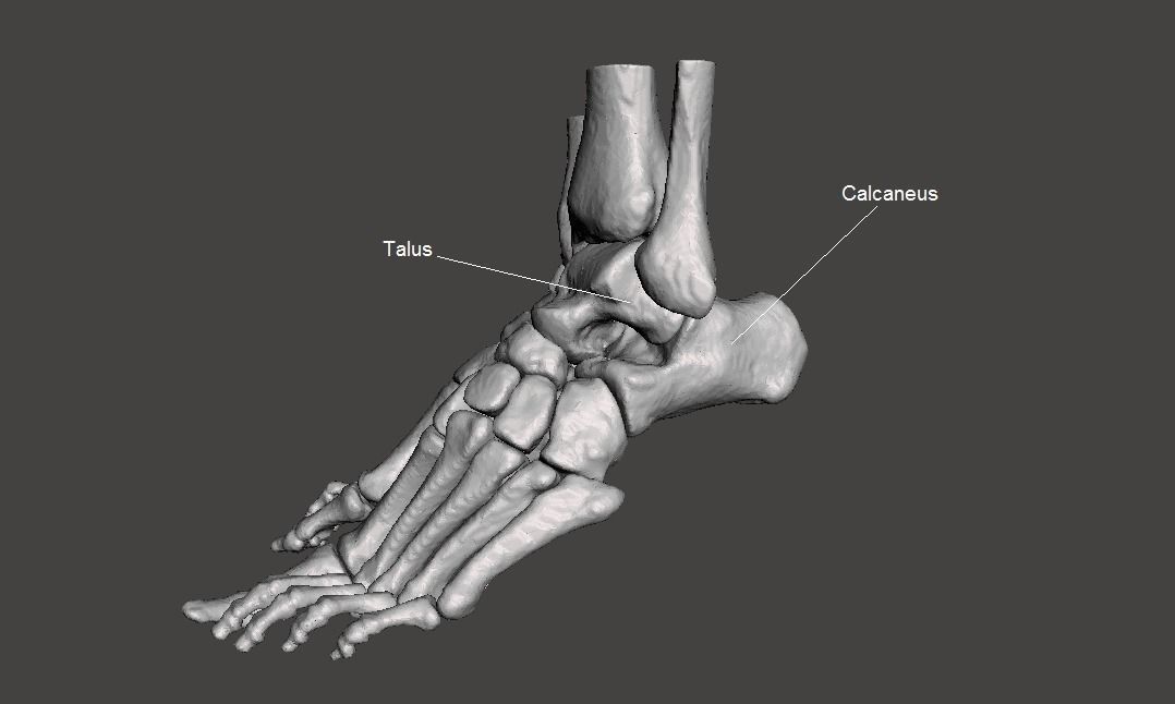 Human Feet - male 3D model_9
