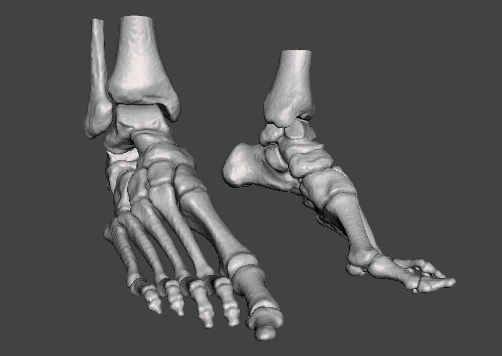 Human Feet - male 3D model_15