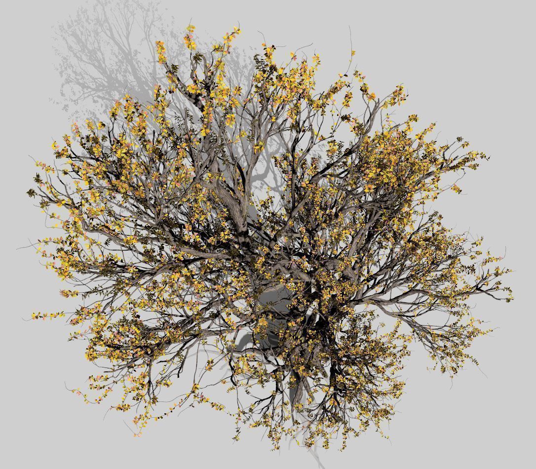 American Hornbeam Tree 001 - Carpinus caroliniana 3D model_11